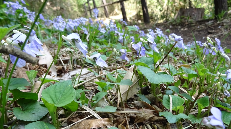 タチツボスミレの花 横浜市旭区大池町こども自然公園