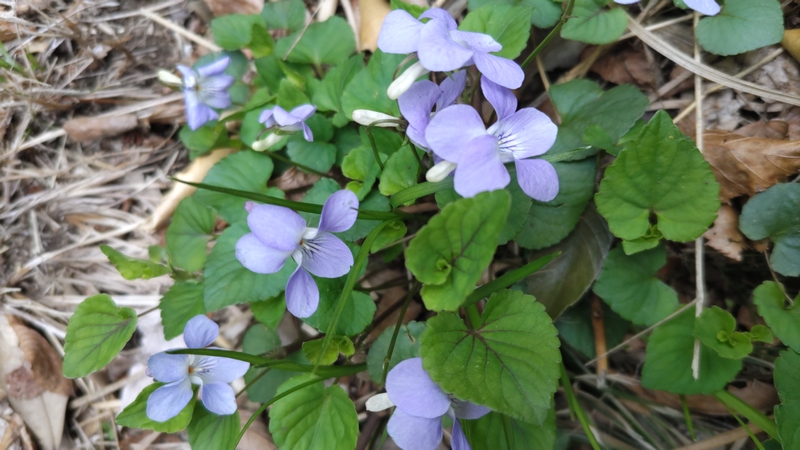 タチツボスミレの花 横浜市旭区大池町こども自然公園