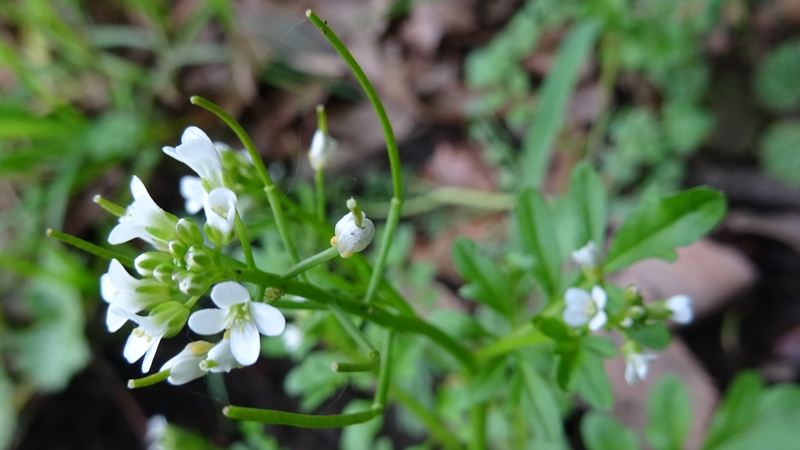 タネツケバナの花 横浜市旭区大池町こども自然公園