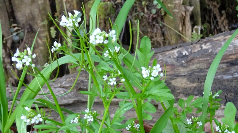 タネツケバナの花 横浜市旭区大池町こども自然公園