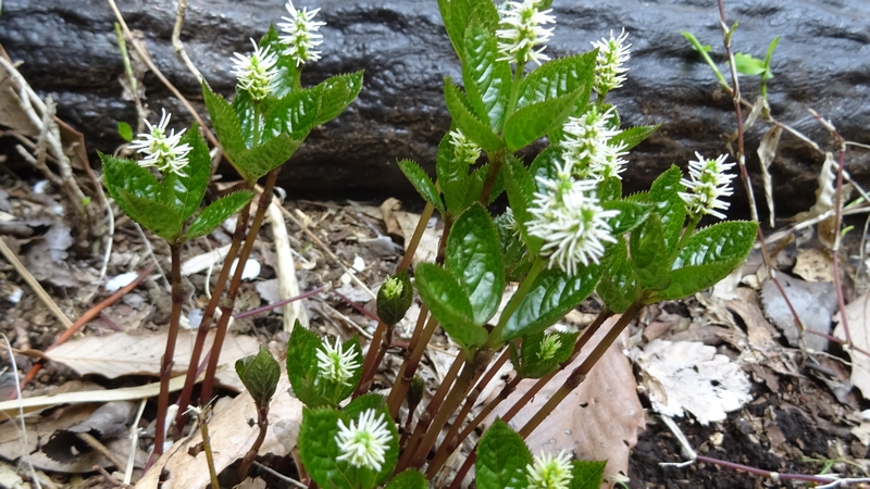 ヒトリシズカの花 横浜市旭区大池町こども自然公園