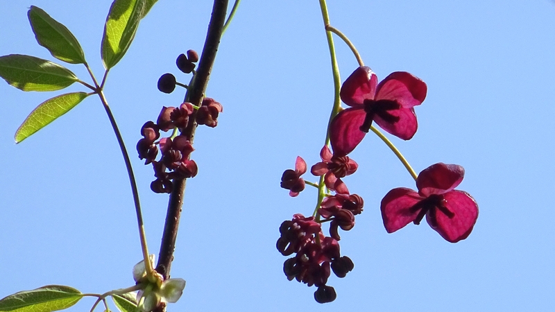 アケビの雄花と雌花 横浜市旭区大池町こども自然公園