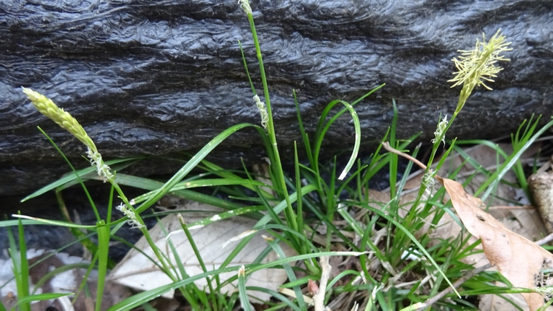 ヒメカンスゲの花 横浜市旭区大池町こども自然公園