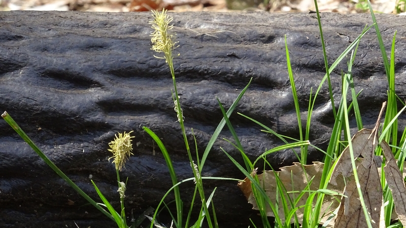ヒメカンスゲの花 横浜市旭区大池町こども自然公園