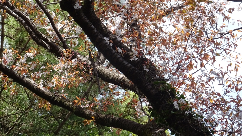 ヤマザクラの花 横浜市旭区大池町こども自然公園