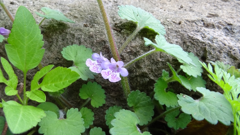 カキドオシの花 横浜市旭区大池町こども自然公園