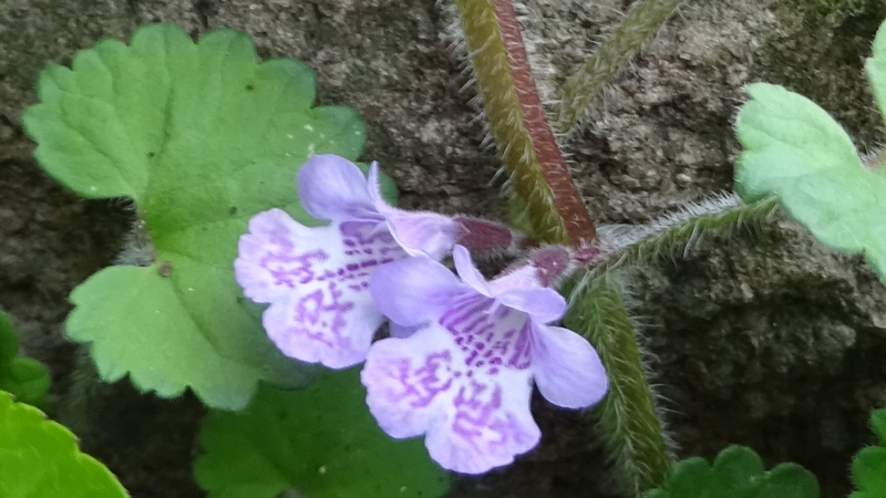 カキドオシの花 横浜市旭区大池町こども自然公園