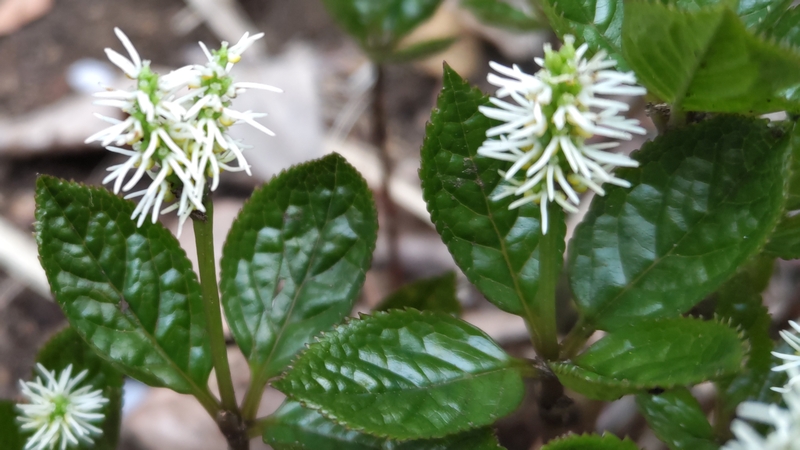 ヒトリシズカの花 横浜市旭区大池町こども自然公園