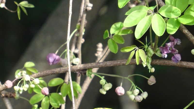 アケビの雄花 横浜市旭区大池町こども自然公園