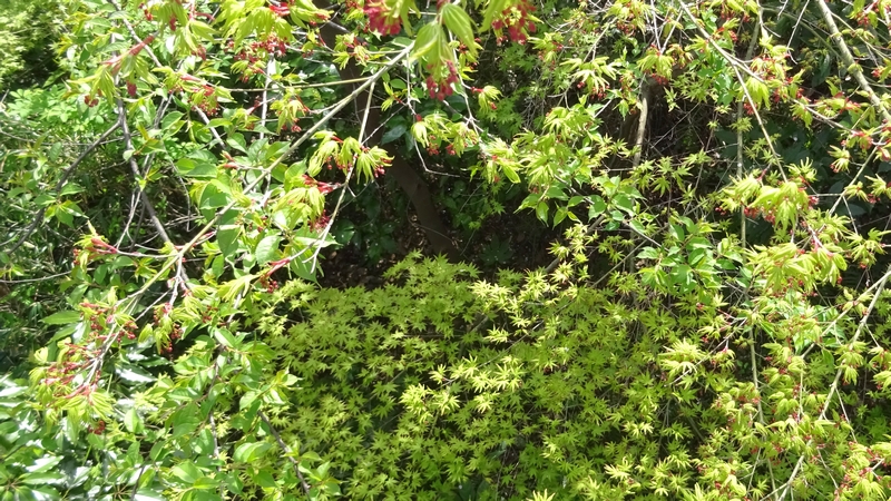 イロハモミジ（オオモミジ）の花 横浜市旭区大池町こども自然公園