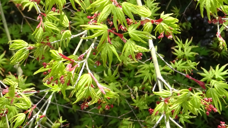 イロハモミジ（オオモミジ）の花 横浜市旭区大池町こども自然公園