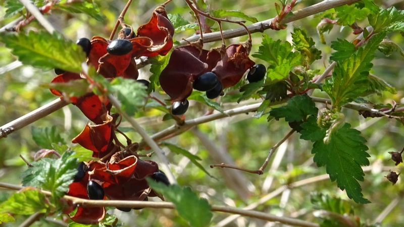 トキリマメの果実 横浜市旭区大池町こども自然公園