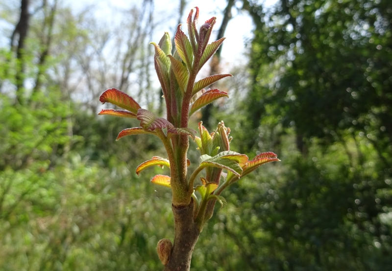 ヌルデの葉芽 横浜市旭区大池町こども自然公園
