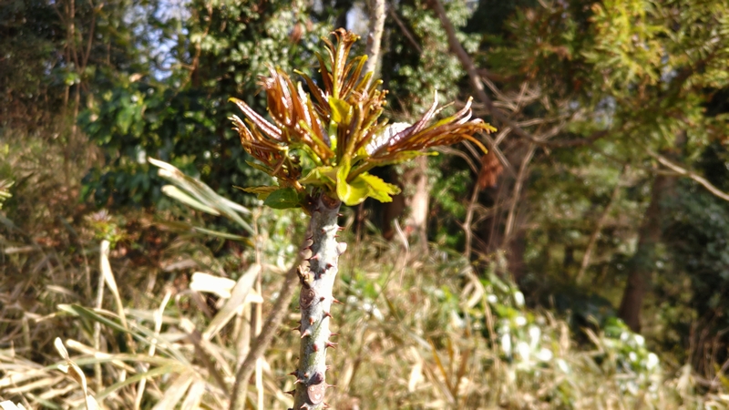 カラスザンショウの芽 横浜市旭区大池町こども自然公園