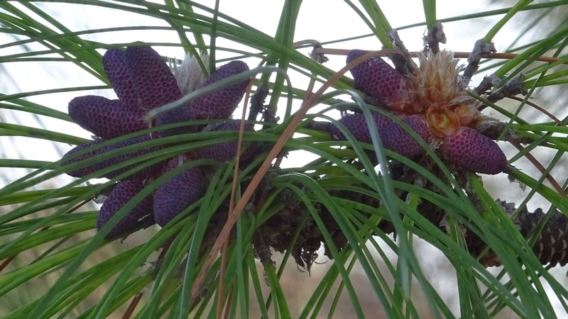 ダイオウショウの冬芽と雄花と果実 横浜市旭区大池町こども自然公園