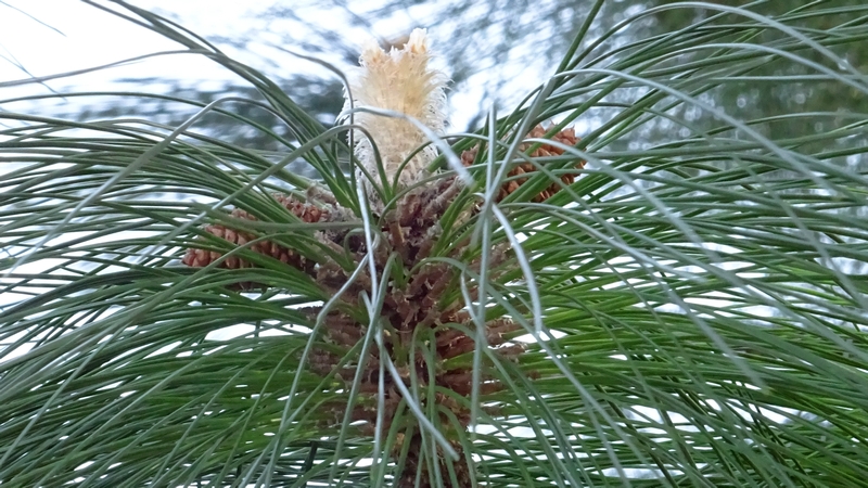 ダイオウショウの冬芽と雄花と果実 横浜市旭区大池町こども自然公園
