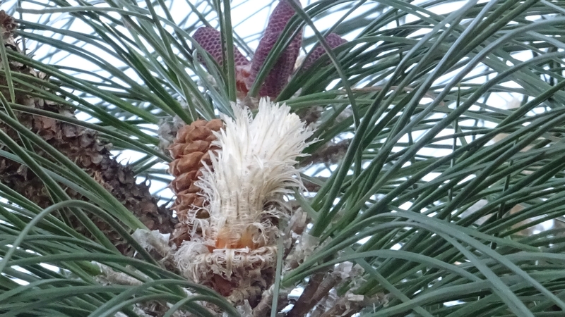 ダイオウショウの冬芽と雄花と果実 横浜市旭区大池町こども自然公園