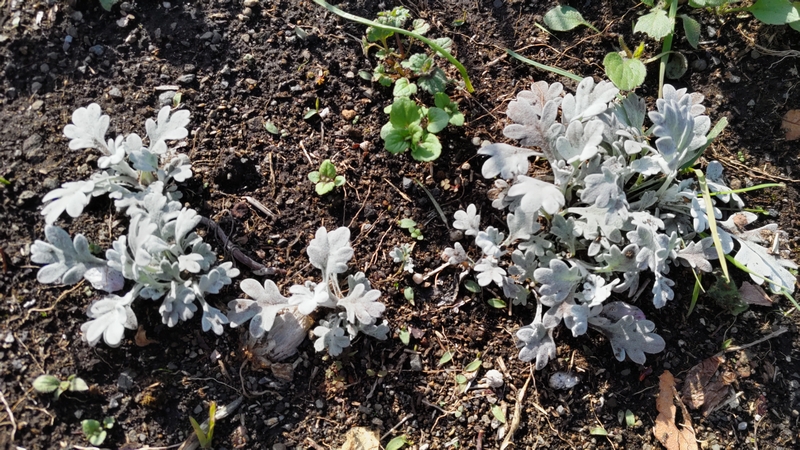 シロヨモギ 横浜市旭区万騎が原