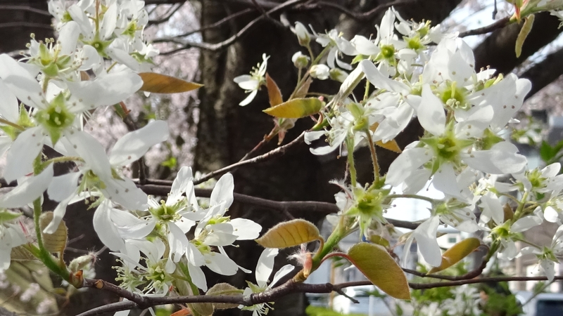 アメリカザイフリボクの花 川崎市幸区創造のもり