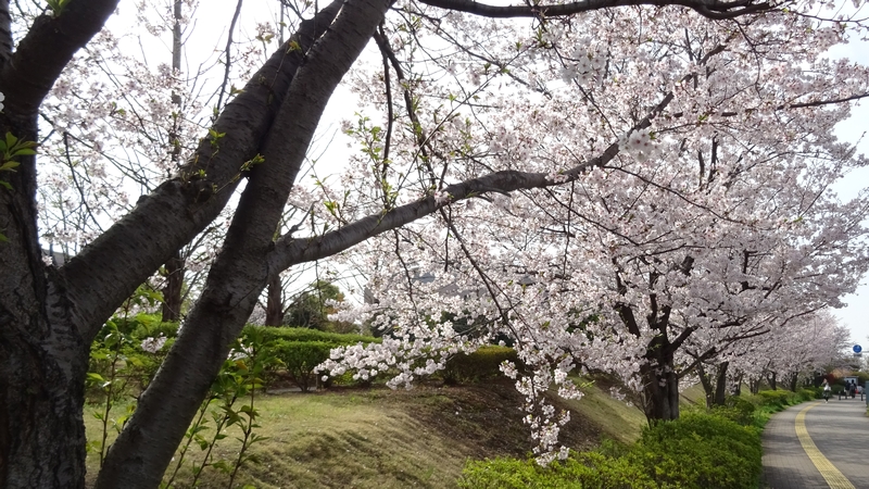 ソメイヨシノの花 川崎市幸区創造のもり