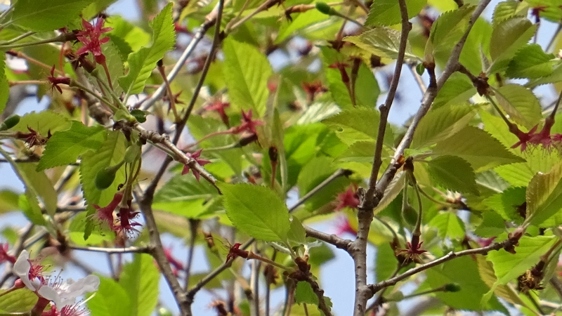 コヒガンザクラの花後 川崎市幸区さいわいふるさと公園