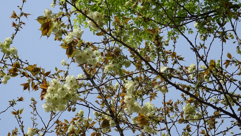 ウコンザクラの花 川崎市幸区さいわいふるさと公園