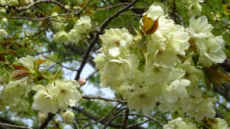 ウコンザクラの花 川崎市幸区さいわいふるさと公園
