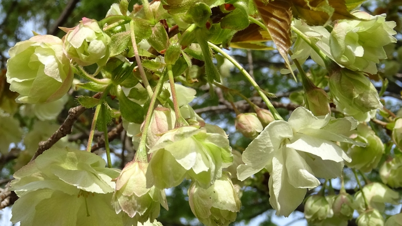 ウコンザクラの花 川崎市幸区さいわいふるさと公園