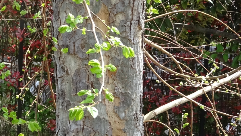 アキニレの若葉 川崎市幸区