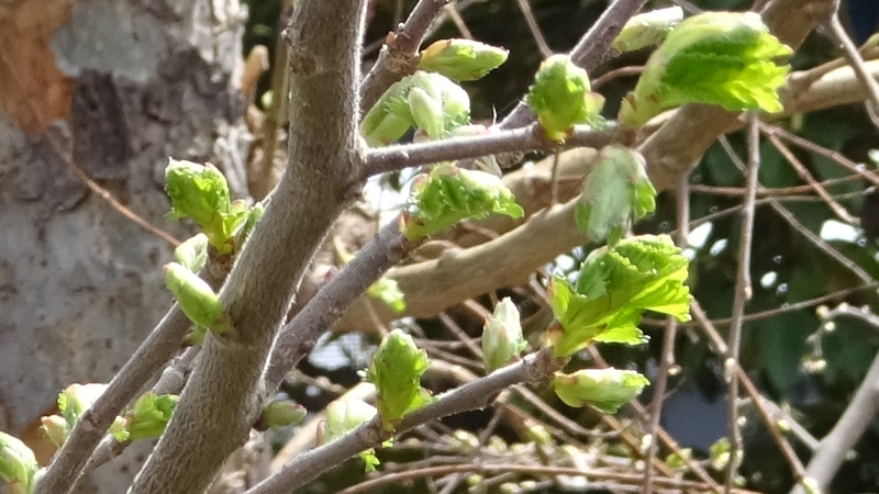 アキニレの若葉 川崎市幸区