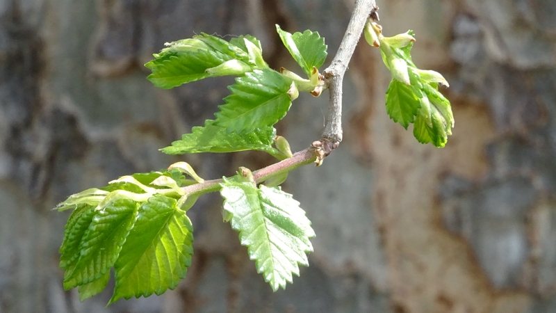アキニレの若葉 川崎市幸区