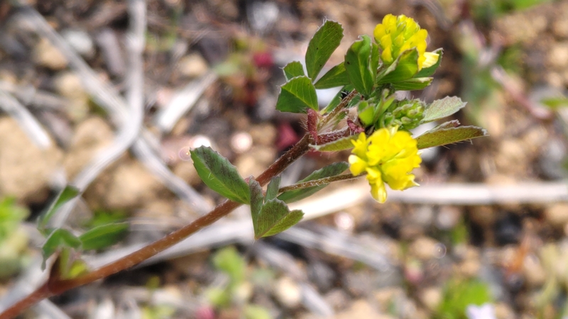 コメツブツメクサの花 川崎市幸区