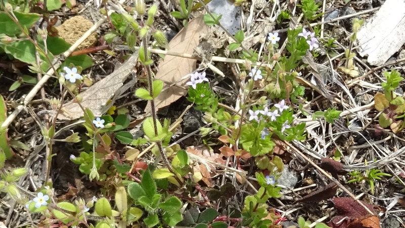 ハナヤエムグラとキュウリグサの花 川崎市幸区