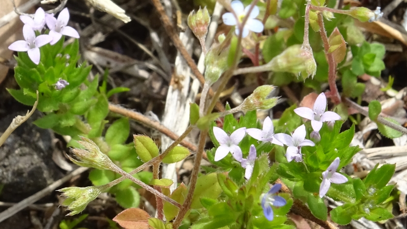 ハナヤエムグラの花 川崎市幸区