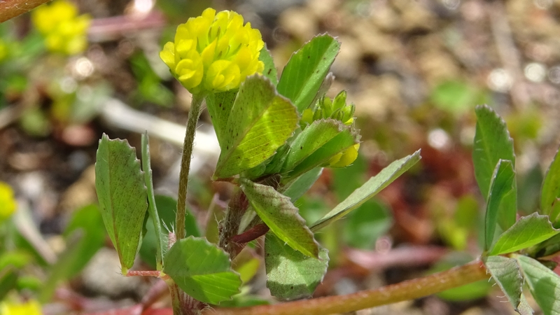 コメツブツメクサの花 川崎市幸区