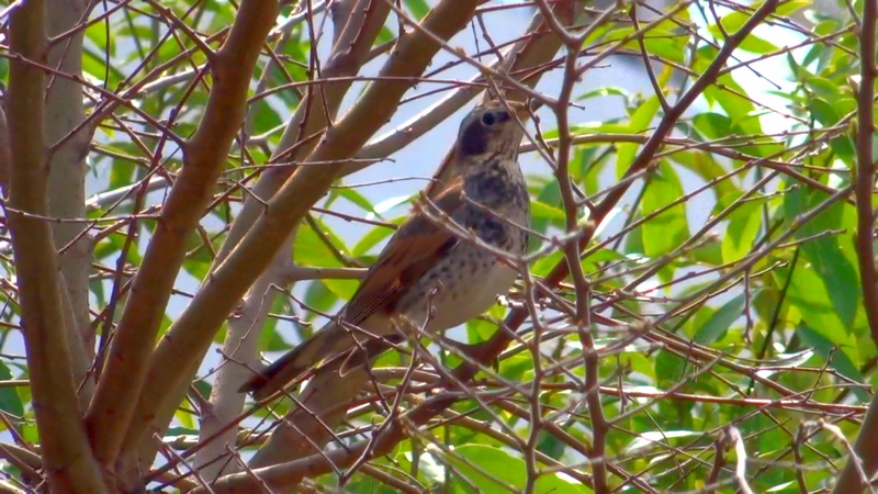 ツグミ 川崎市幸区