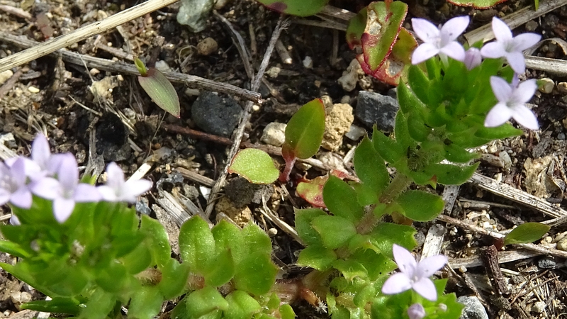 ハナヤエムグラの花 川崎市幸区