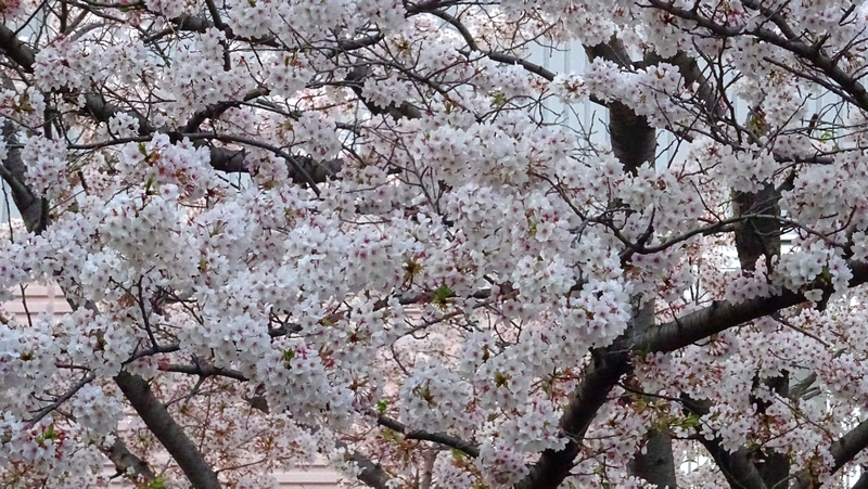ソメイヨシノの花 川崎市幸区さいわいふるさと公園