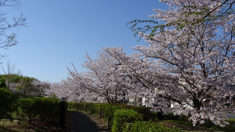ソメイヨシノ 川崎市幸区創造のもり