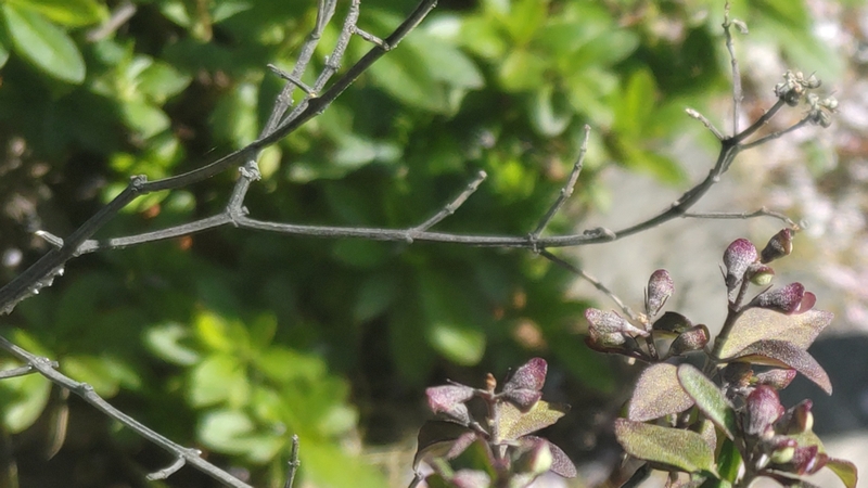 ミントブッシュの蕾 川崎市幸区創造のもり