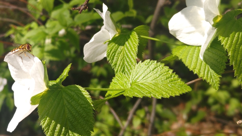 シロヤマブキの花とハナアブ 川崎市幸区さいわいふるさと公園
