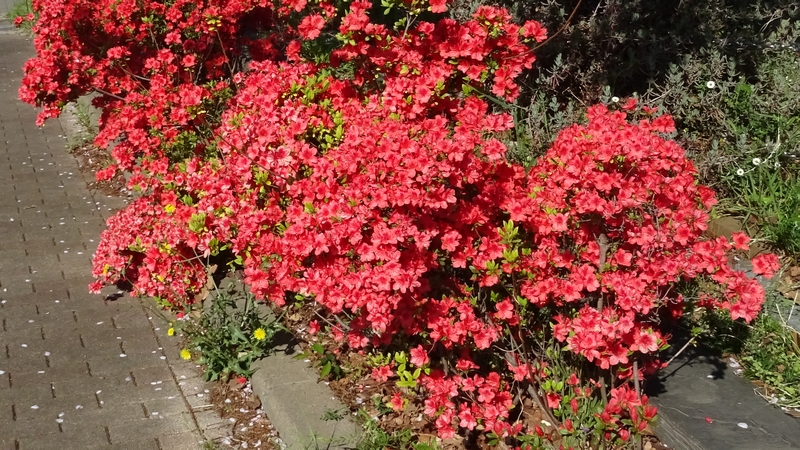 アザレアの花 川崎市幸区さいわいふるさと公園