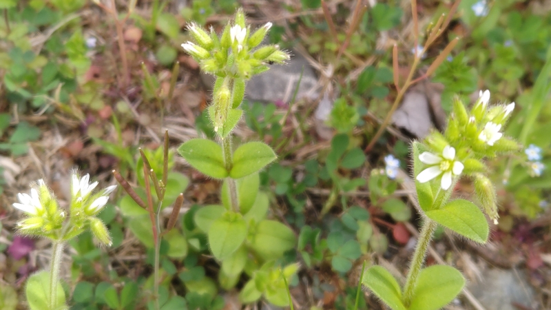オランダミミナグサの花とミチタネツケバナの果実 川崎市幸区