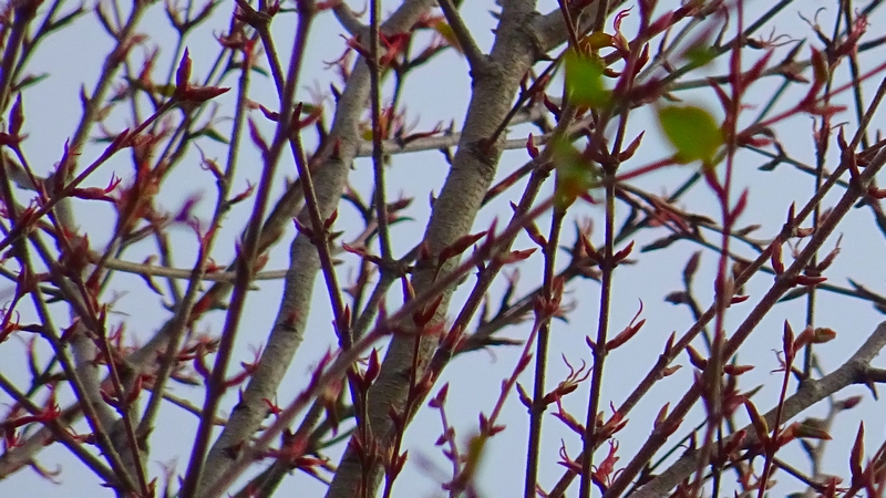 カツラの葉芽と雌花 川崎市幸区さいわいふるさと公園