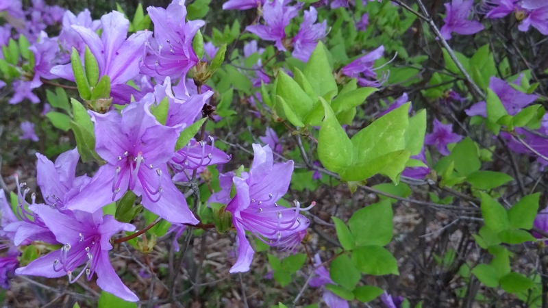 ミツバツツジの花 川崎市幸区さいわいふるさと公園