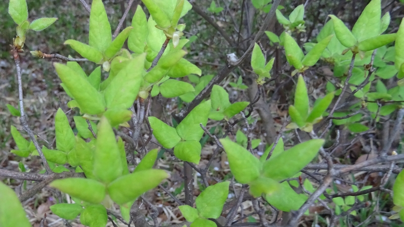 ミツバツツジの花 川崎市幸区さいわいふるさと公園