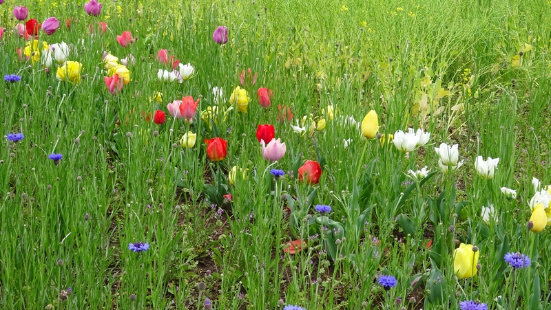 チューリップの花 川崎市幸区さいわいふるさと公園