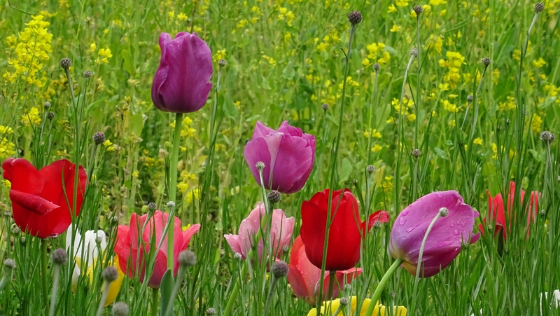 チューリップの花 川崎市幸区さいわいふるさと公園