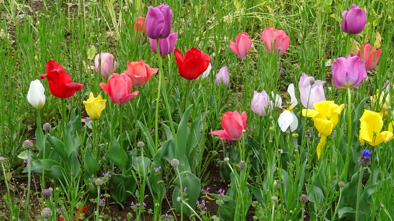 チューリップの花 川崎市幸区さいわいふるさと公園