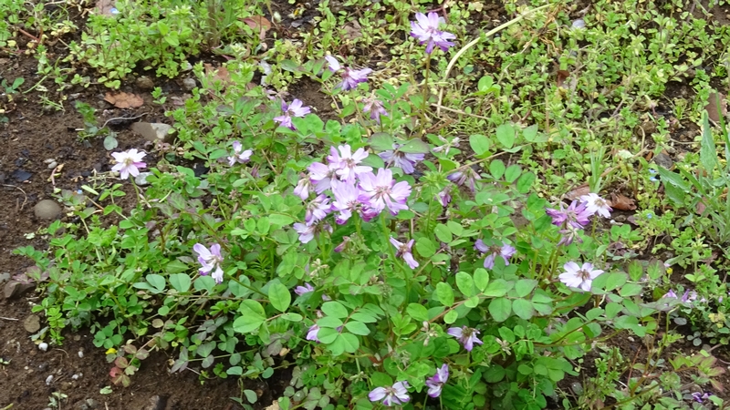 レンゲソウの花 川崎市幸区さいわいふるさと公園